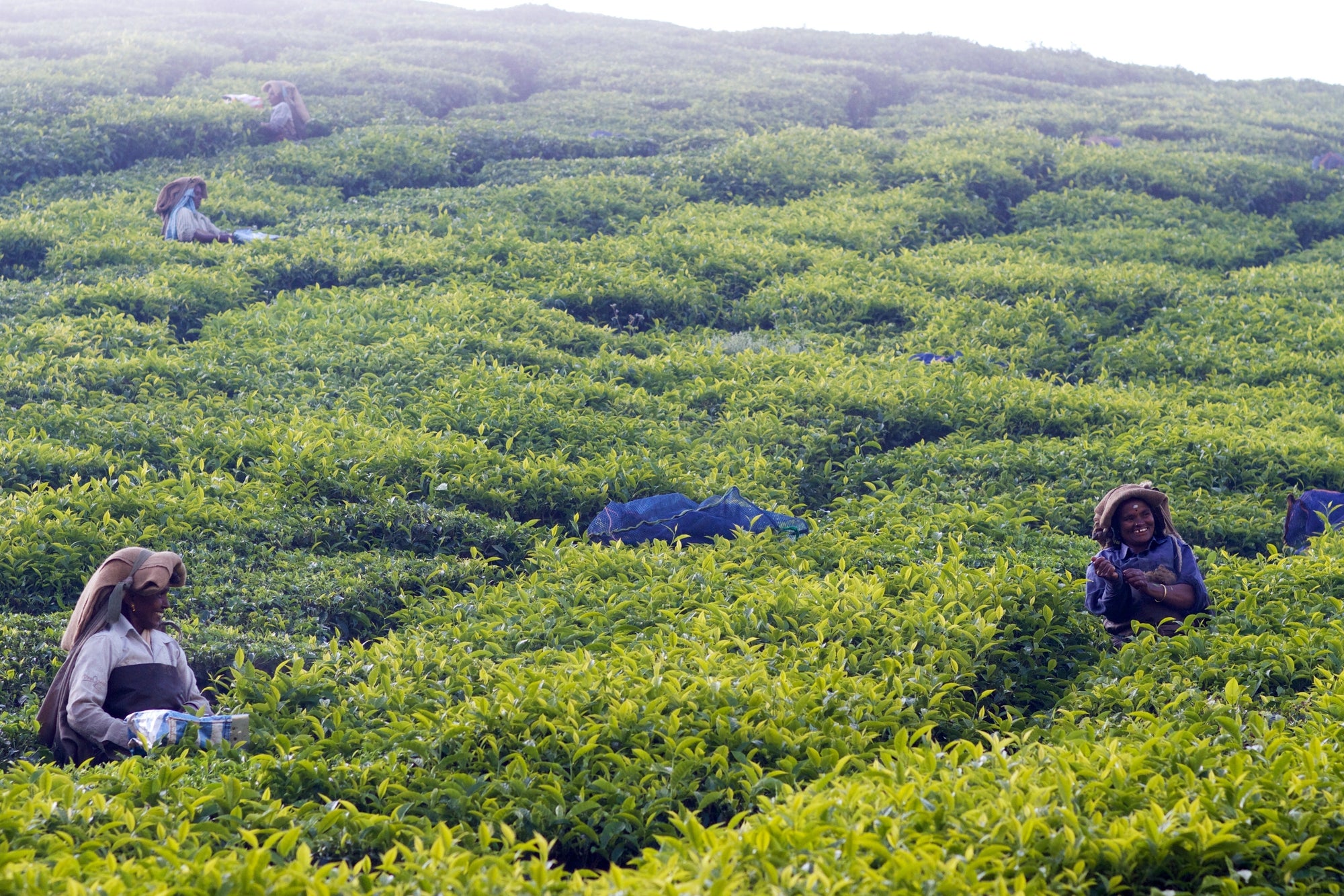 The Journey of Tea: From Plant to Pot
