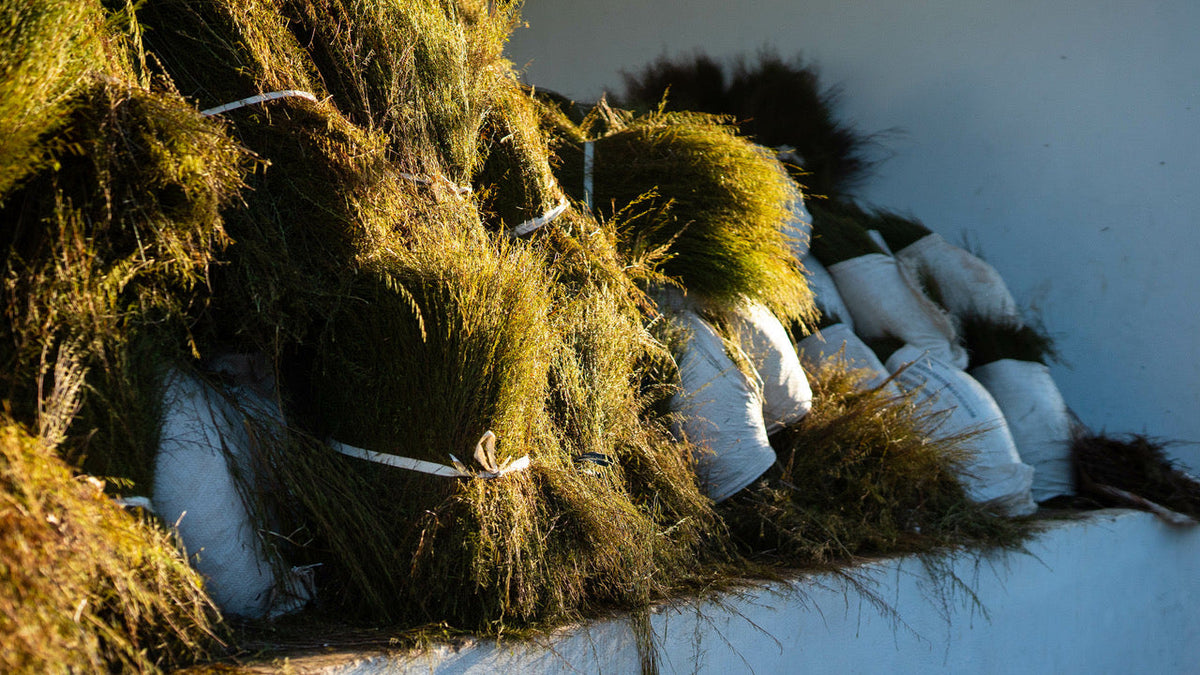 Inside the Infusion – Organic Tea